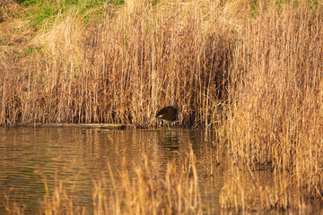 Moorhen in reeds