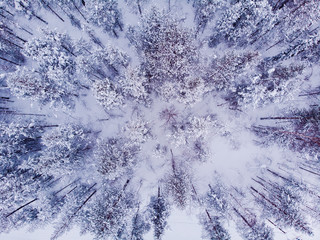 Top view snow trees and coniferous forest. Aerial photo