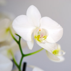 fleur d'orchidée blanche sur branche