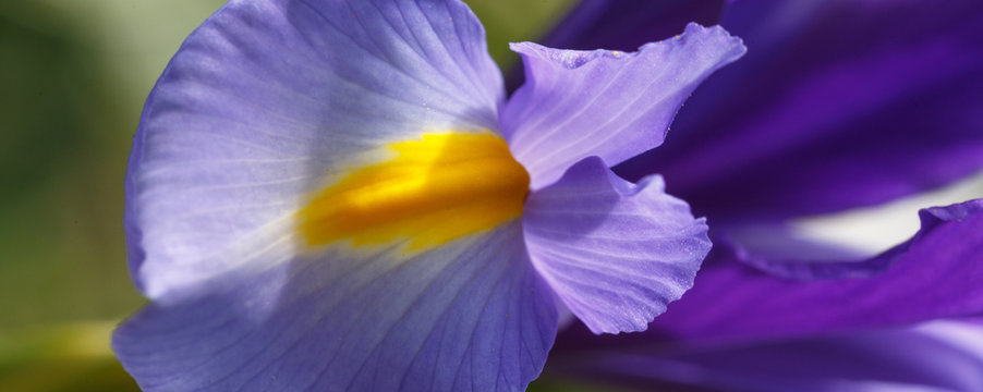 Close up photograph of delicate and fragile Purple Iris showing fine detail and vibrant colours.