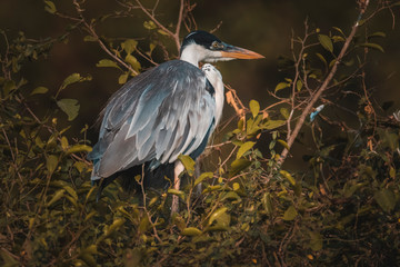 White necked heron, Pantanal , Brazil