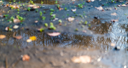 Sky and branches reflected in a puddle.
