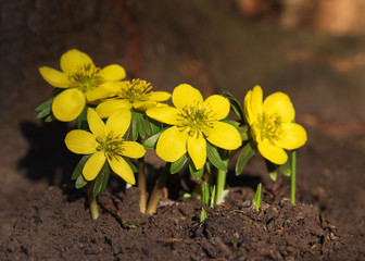 Early spring flowers of winter aconite in bloom. Selective focus. (Eranthis hyemalis)