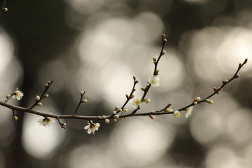 白梅の花と蕾