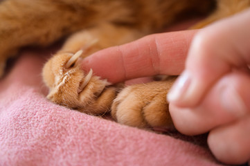 Cat's claws gently squeeze the female finger. Macro with shallow depth of field.