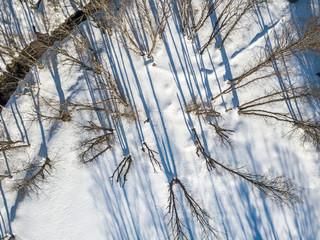 Aerial view of trees without leaves in winter time. Shadow on flat, snow covered ground.