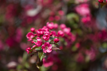Kwiat rajskiej jabłoni