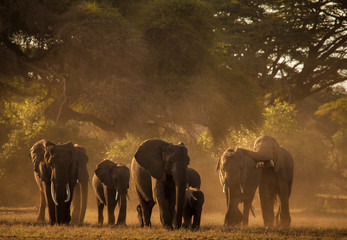 Family of elephants on the move