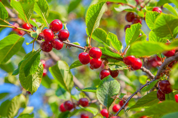 red cherries growing on the tree