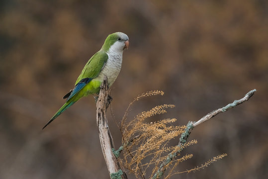Parakeet,feeding on wild fruits, La Pampa, Patagonia, Argentina