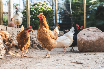 Hens pecking at the soil of an ecological farm to lay boar eggs.