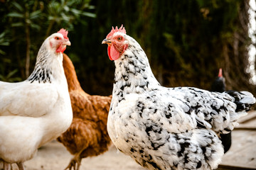 Hens pecking at the soil of an ecological farm to lay boar eggs.