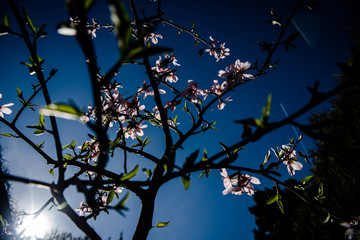 Almond trees bloom with the arrival of spring, soft background image of feminine colors.
