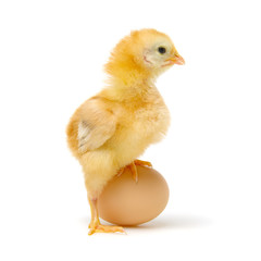 chick and egg isolated on a white