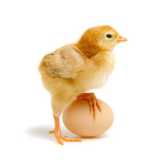 egg and chicken