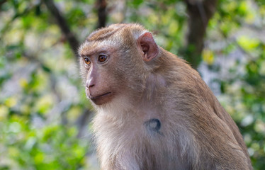 portrait of a wild thoughtful monkey