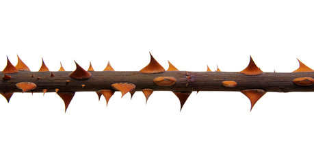  stem roses with thorns isolated on white