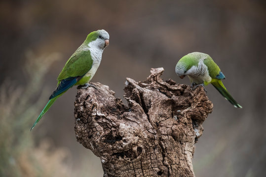Parakeet,feeding on wild fruits, La Pampa, Patagonia, Argentina