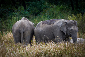 Asiatic Elephants having a mud bath