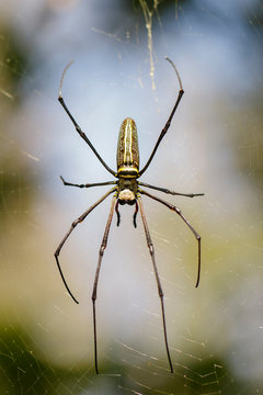 Image of Golden Long-jawed Orb-weaver Spider(Nephila pilipes) on the spider web. Insect. Animal