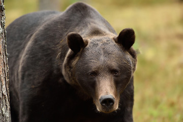 bear close-up. brown bear portrait.