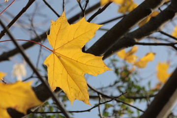 autumn leaves on tree