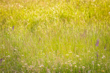 Summer meadow, green grass field and wildflowers in warm sunlight, nature background concept, soft focus, warm pastel tones.