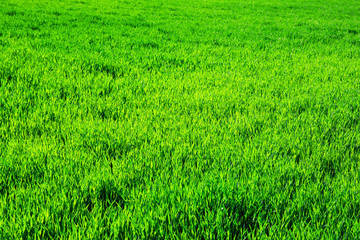 green grass background with selective focus