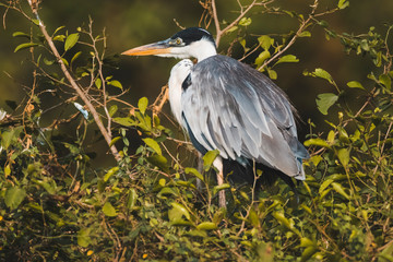 White necked heron, Pantanal , Brazil