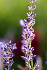 Lavender angustifolia, lavandula blossom in herb garden in morning sunlight
