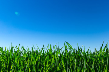 Obraz premium Green grass against the blue sky