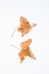 Naklejka premium Dried yellow leaves