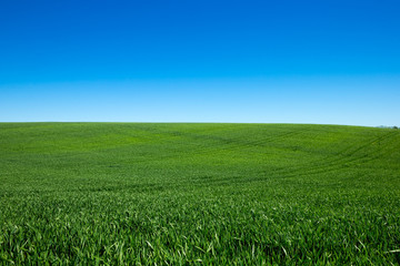 field of green grass and sky