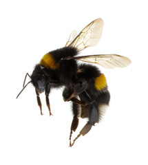 bumblebee isolated on the white