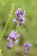 Obraz premium Lavender angustifolia, lavandula blossom in herb garden