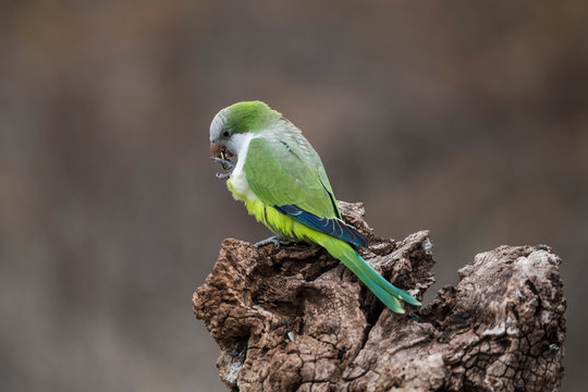 Parakeet,feeding on wild fruits, La Pampa, Patagonia, Argentina