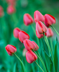 Beautiful pink tulip background