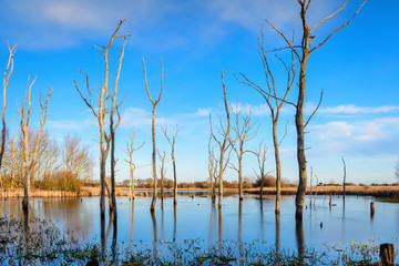 Drowned Trees at Arcot Pond, near Cramlington in Northumberland which is a Site of Special...
