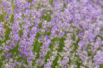 Obraz premium Lavender angustifolia, lavandula blossom in herb garden in morning sunlight