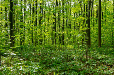 Forest trees. nature green wood sunlight backgrounds