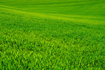 Fototapeta na wymiar green grass background texture