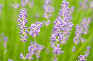 Lavender angustifolia, lavandula blossom in herb garden in morning sunlight