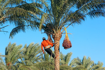 Man harvesting dates on palm tree. Worker gather dates growing on palm tree