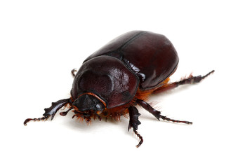 Beetle isolated on white