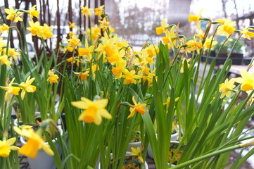 Obraz premium Narcissus yellow flower