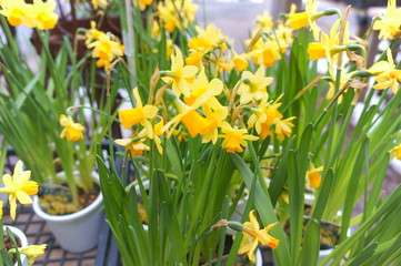 Narcissus yellow flower