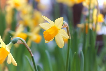 Narcissus yellow flower