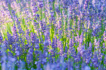 Lavender angustifolia, lavandula blossom in herb garden in morning sunlight