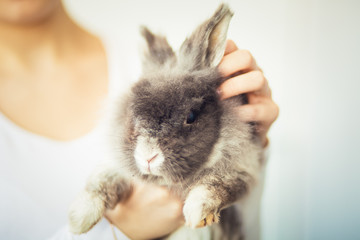 Smoky (grey) rabbit in hand