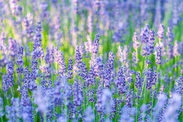 Lavender angustifolia, lavandula blossom in herb garden in morning sunlight